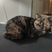 Kitten12's profile picture
