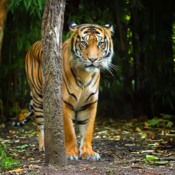 menincorbetttravels's profile picture