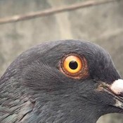 OjanJ's profile picture
