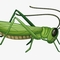 TheGrasshopper's profile picture