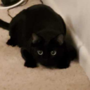 Serenalis's profile picture