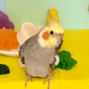 Colorbranch's profile picture