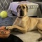 bonzbuyer_segid's profile picture