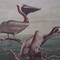 ThePaintedPelican's profile picture
