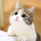ShehlaK2's profile picture