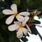 bonzbuyer_oevio's profile picture